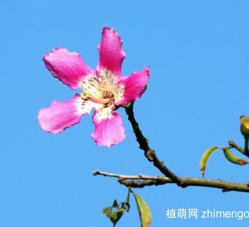 紫金花栽培