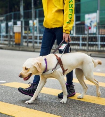 导盲犬训练手册