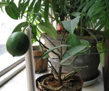 柠檬换盆注意事项