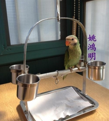 训练鹦鹉的工具
