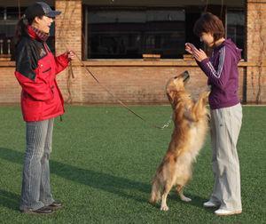 怎么训练狗狗不对陌生人叫