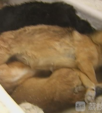 狗狗死了用的东西怎么办