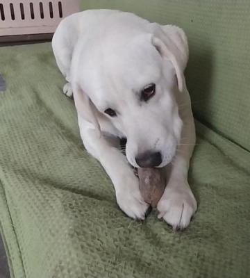 拉布拉多幼犬总要咬东西怎么办
