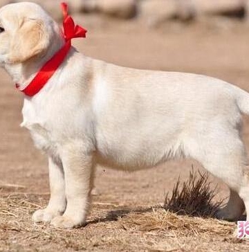 拉拉幼犬怎样训练