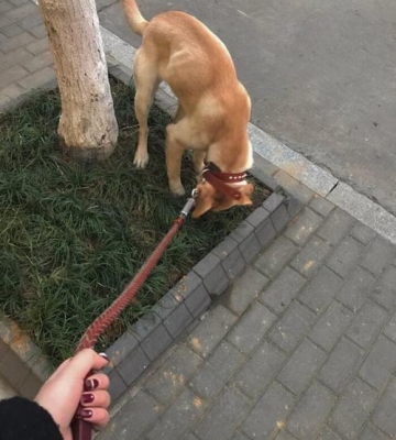 成年狗训练定点大小便