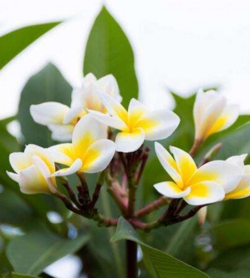鸡蛋花养殖方法
