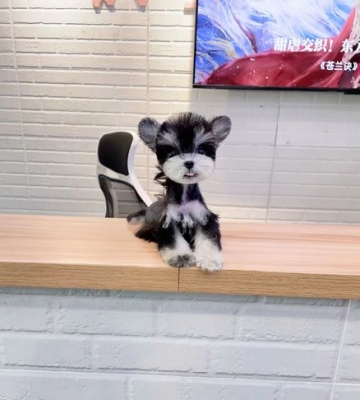 雪纳瑞幼犬如何训练