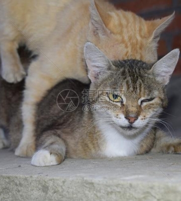 猫咪交配后不吃东西怎么办