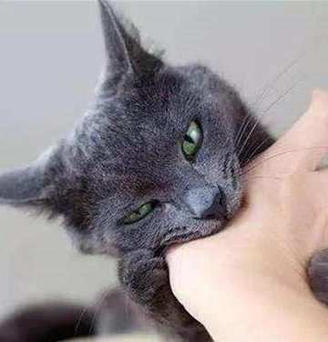 猫突然疯狂咬东西