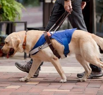 导盲犬训练过程