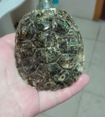 乌龟生病不吃东西怎么办