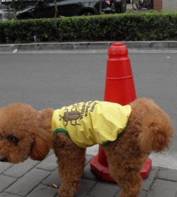 贵宾犬如厕训练