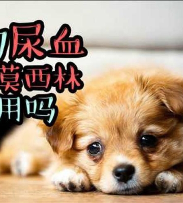 狗狗五个月不吃东西还尿血怎么办
