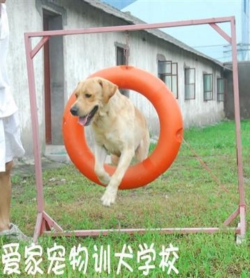 狗狗学校训练 上海