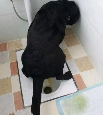拉布拉多如厕训练