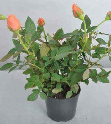 室内月季种植方法