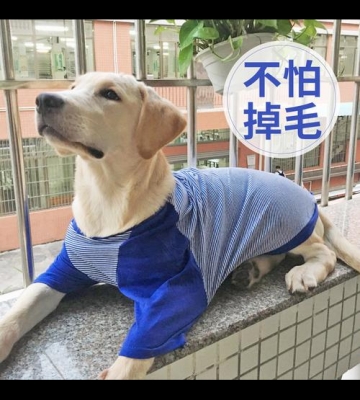 训练狗衣服