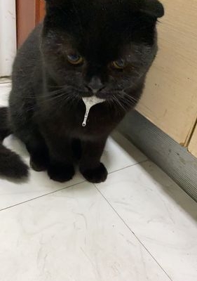 猫呕好多次白泡末水会吃点东西