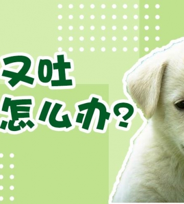 狗狗吃不进东西老吐怎么办