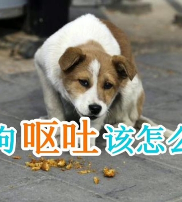 狗狗呕吐多久可以吃东西