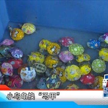 网上买乌龟注意什么东西