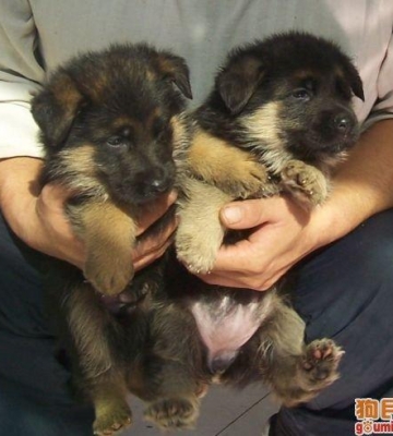 小狗牧羊犬怎样训练