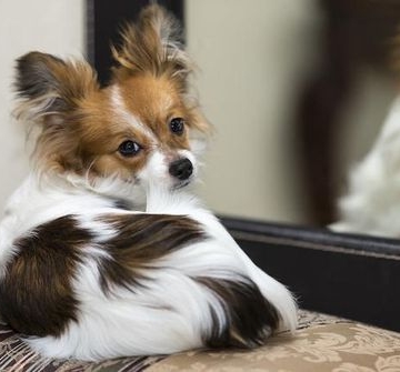 怎样训练蝴蝶犬