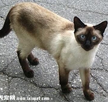 怎么训练暹罗猫翻跟斗
