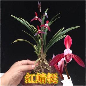 家庭种植兰花盆栽方法