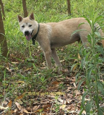 广西猎犬怎么训练