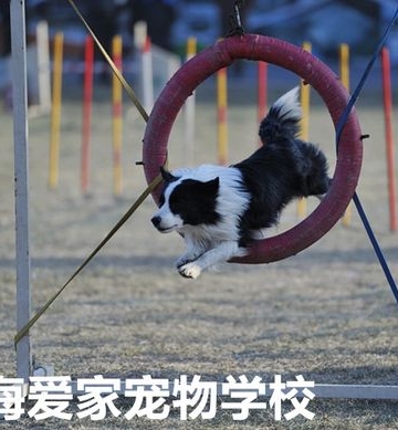 狗狗学校训练内容