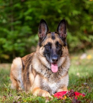 东西德牧羊犬区别