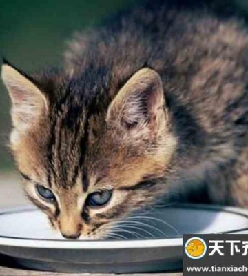 小猫猫不吃东西怎么办