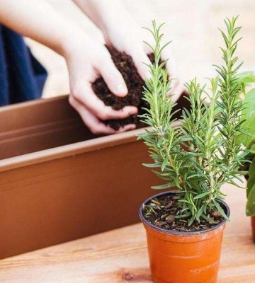 盆栽植物换盆注意事项