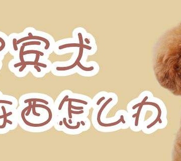 五个多月的狗狗不怎么爱吃东西了