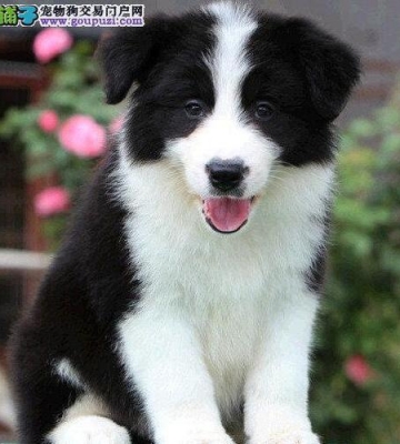 免费边牧幼犬训练方法