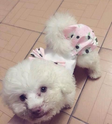比熊3个月爱咬东西
