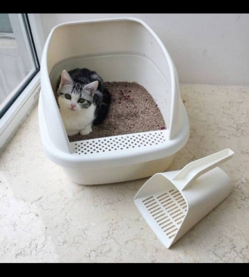 怎样训练小猫用猫砂