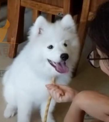 萨摩咬家中东西