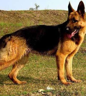 牧羊犬怎样训练牧羊犬