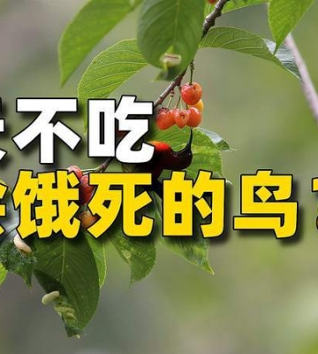 鸟儿不吃东西怎么办