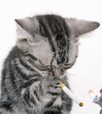 对猫有害的东西