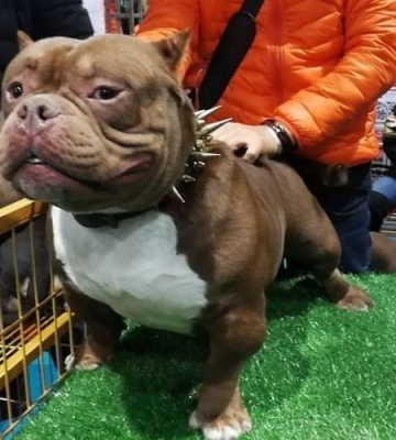 恶霸犬突然不吃东西了怎么办