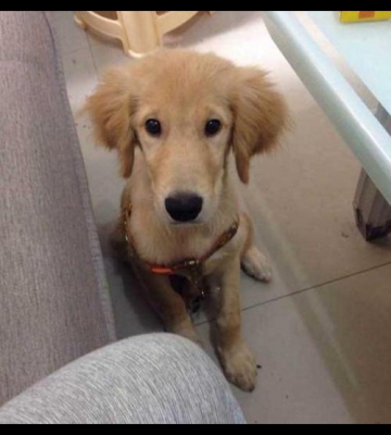 两个月金毛乱吃东西怎么办