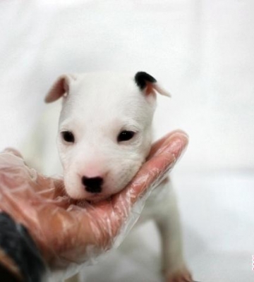 牛头梗幼犬训练方法