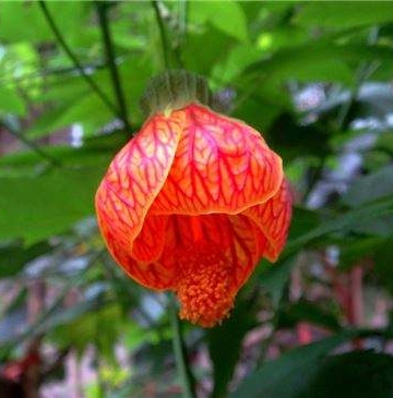 灯笼花水培方法