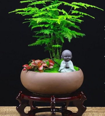 文竹的栽培