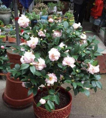 茶花室内养殖方法