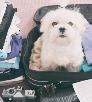 带狗旅行需要什么东西