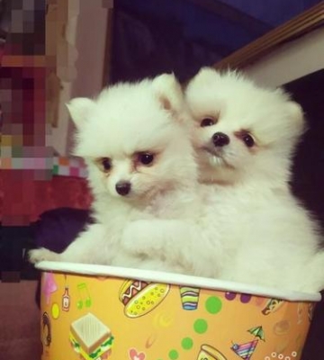 2个月博美 乱咬东西怎么办